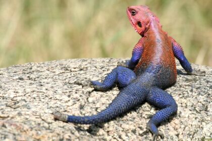 Agama Lizard Care