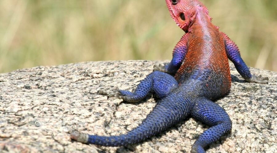 Agama Lizard Care