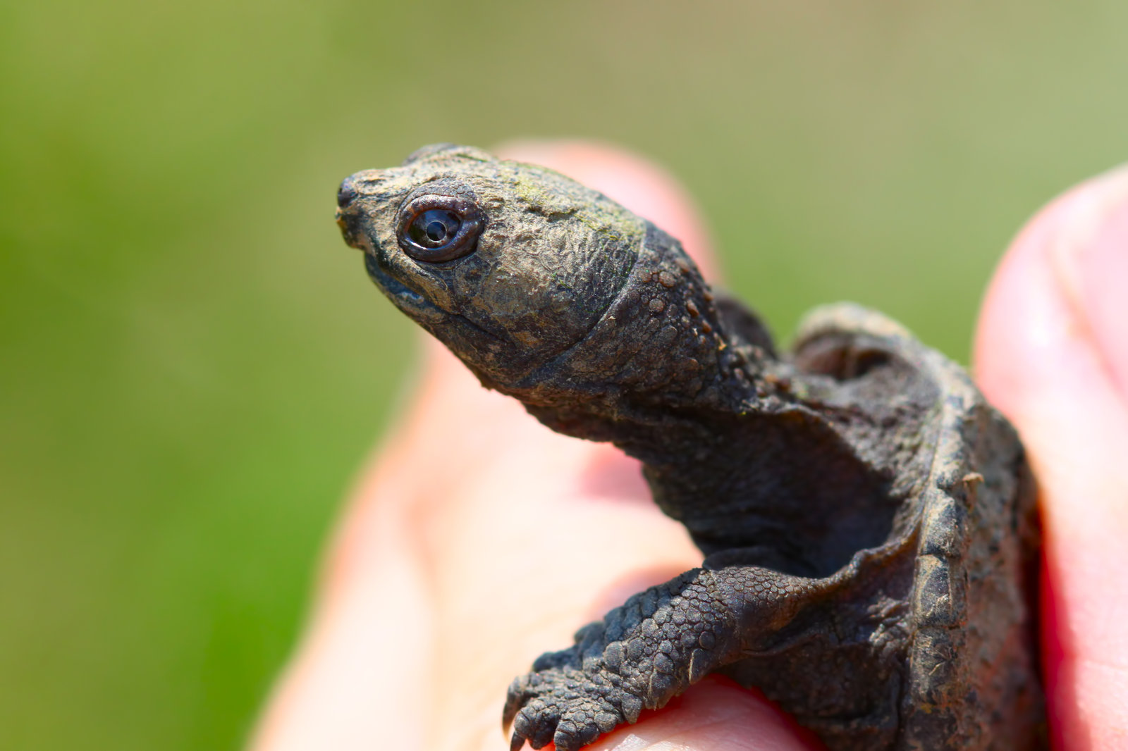 Age Of Snapping Turtle By Size: Detailed Guide - Reptile Behavior