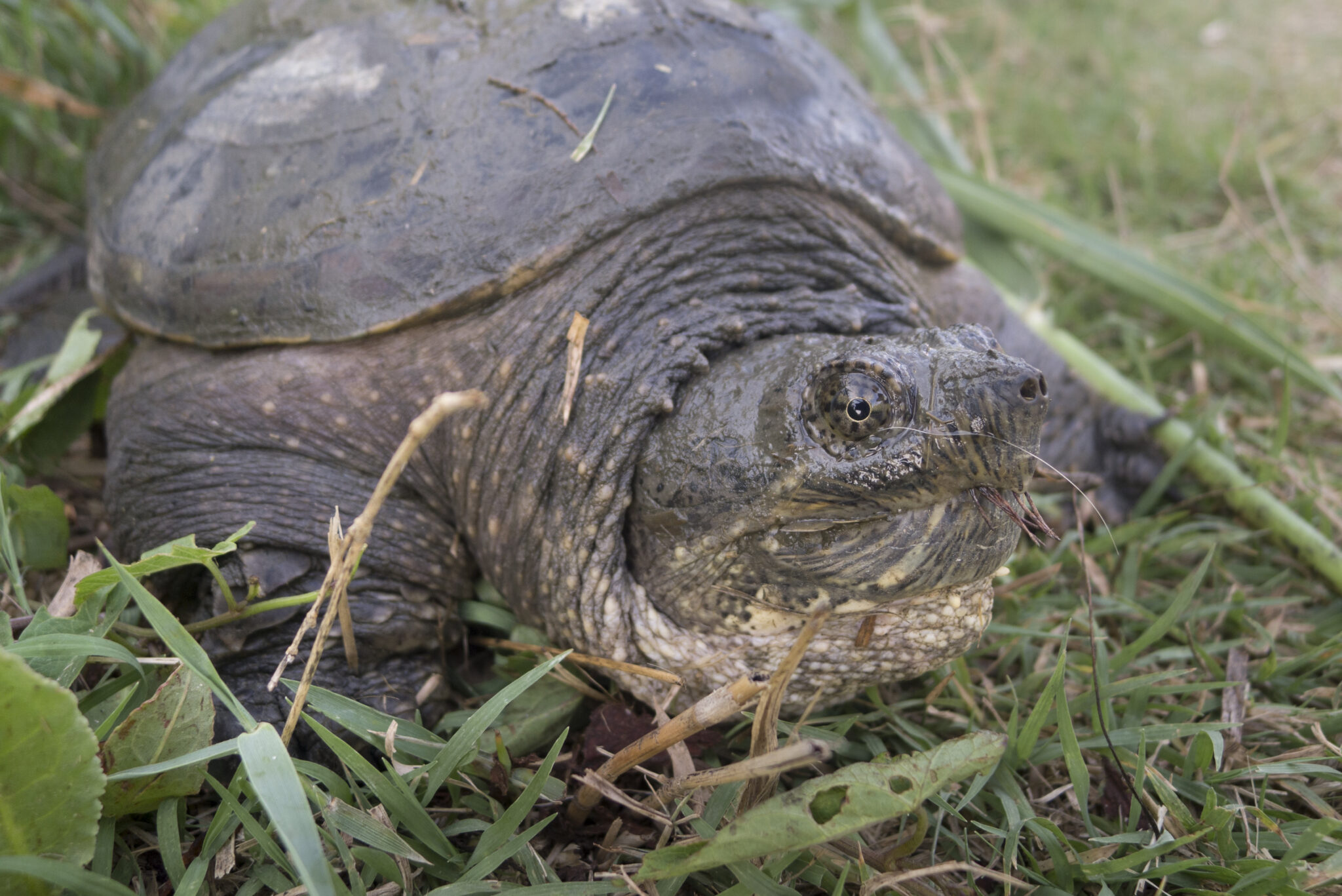 Age Of Snapping Turtle By Size Detailed Guide Reptile Behavior