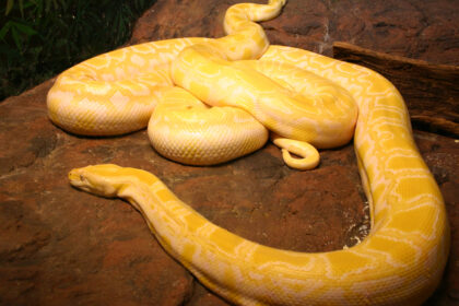 Albino Ball Pythons