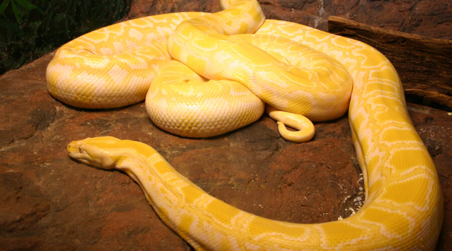 Albino Ball Pythons