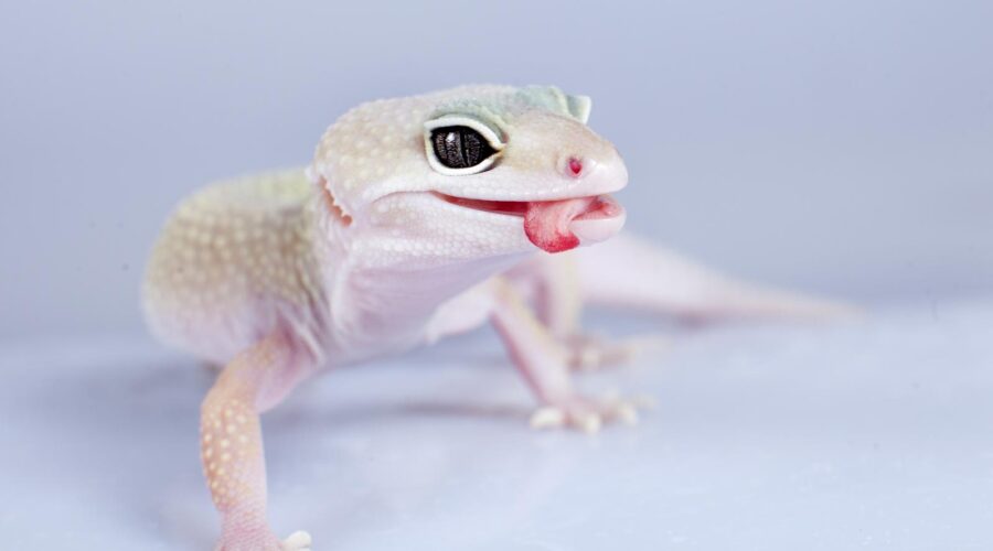 Albino Leopard Gecko Care