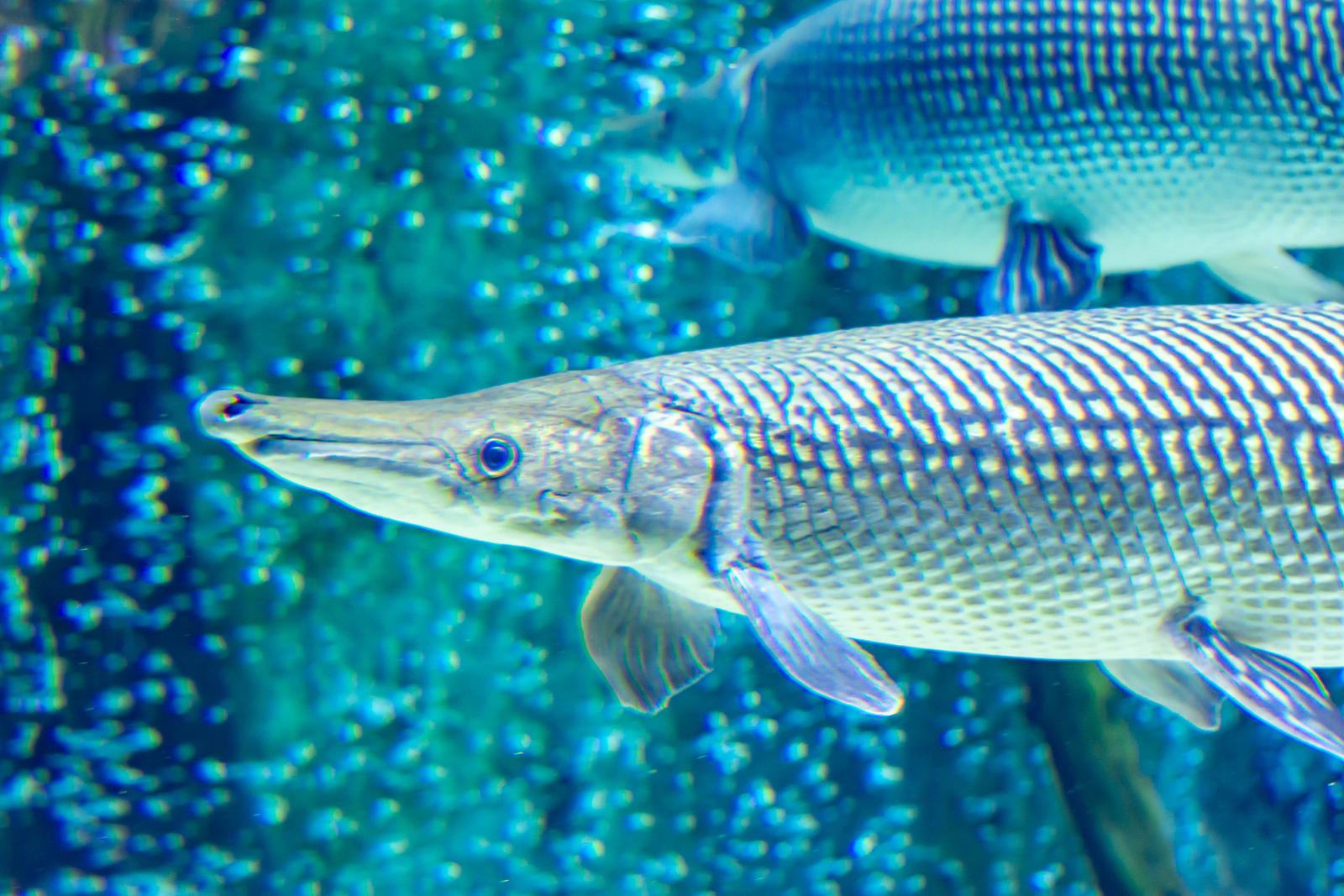 The Alligator Gar: Revealing the Astonishing Mysteries of this Ancient