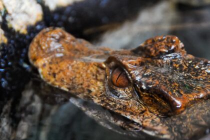 Alligator Habitat