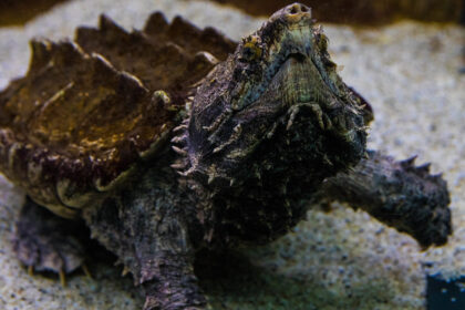 Alligator Snapping Turtle Care