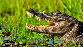 Alligator Vs Crocodile Size