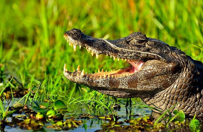 Alligator Vs Crocodile Size