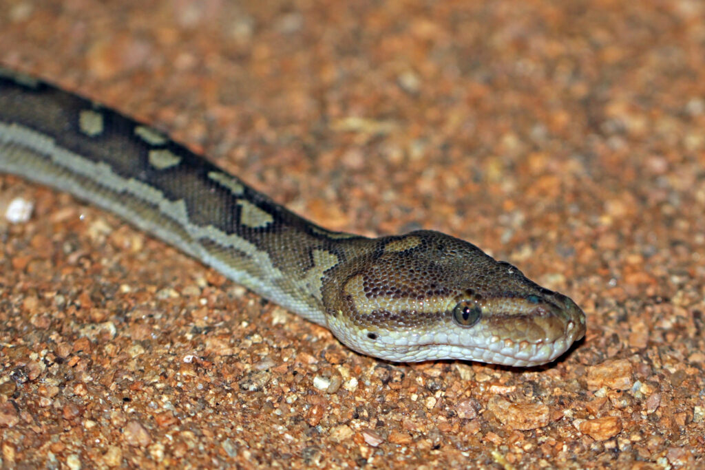 Angolan python care