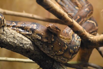 Angolan python care