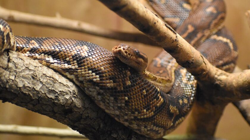 Angolan python care