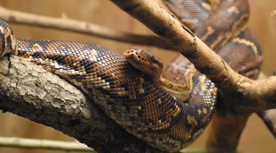 Angolan python care