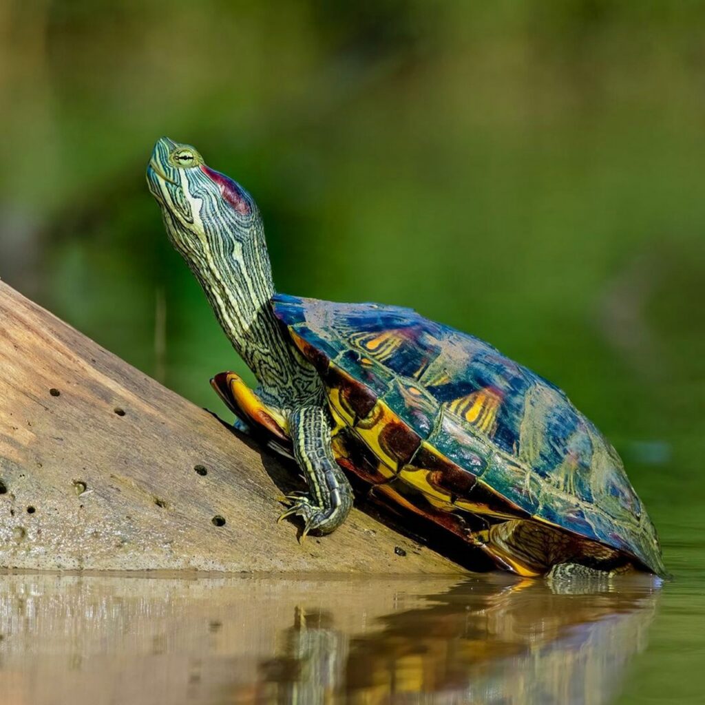 Aquatic Turtle Habitat