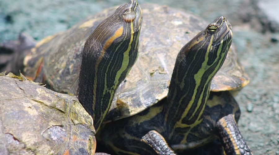 Aquatic Turtle Habitat