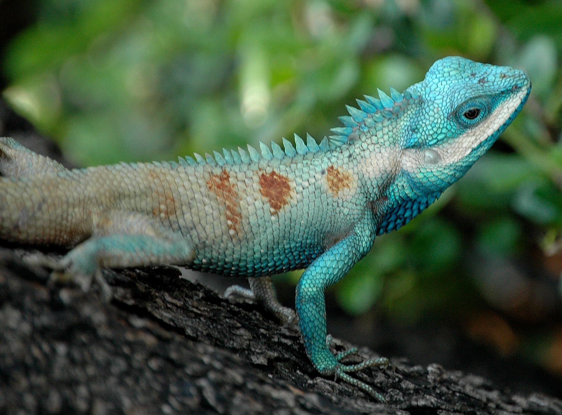 Are All Lizards Cold Blooded: Fact Or Myth? - Reptile Behavior