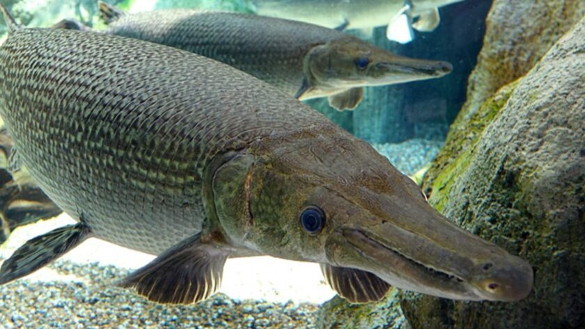 Are Alligator Gar Dangerous