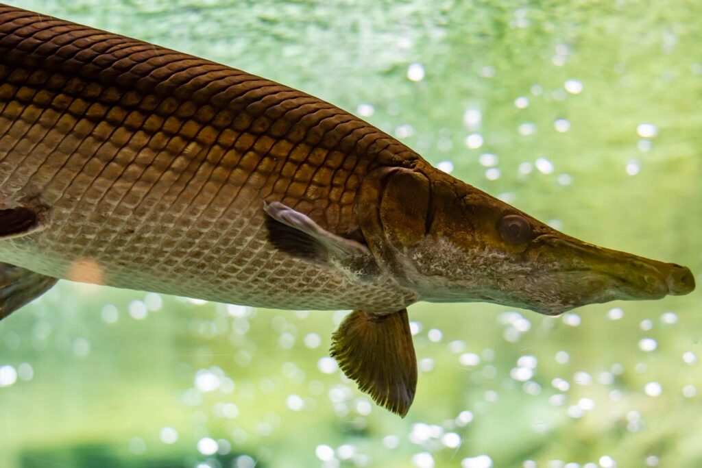 Are Alligator Gar Dangerous