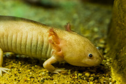 Are Axolotls Lizards