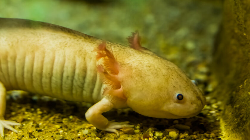 Are Axolotls Lizards