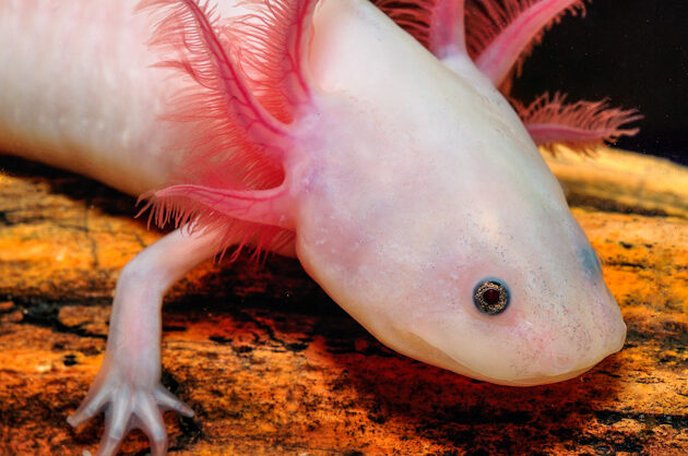 Are Axolotls Lizards