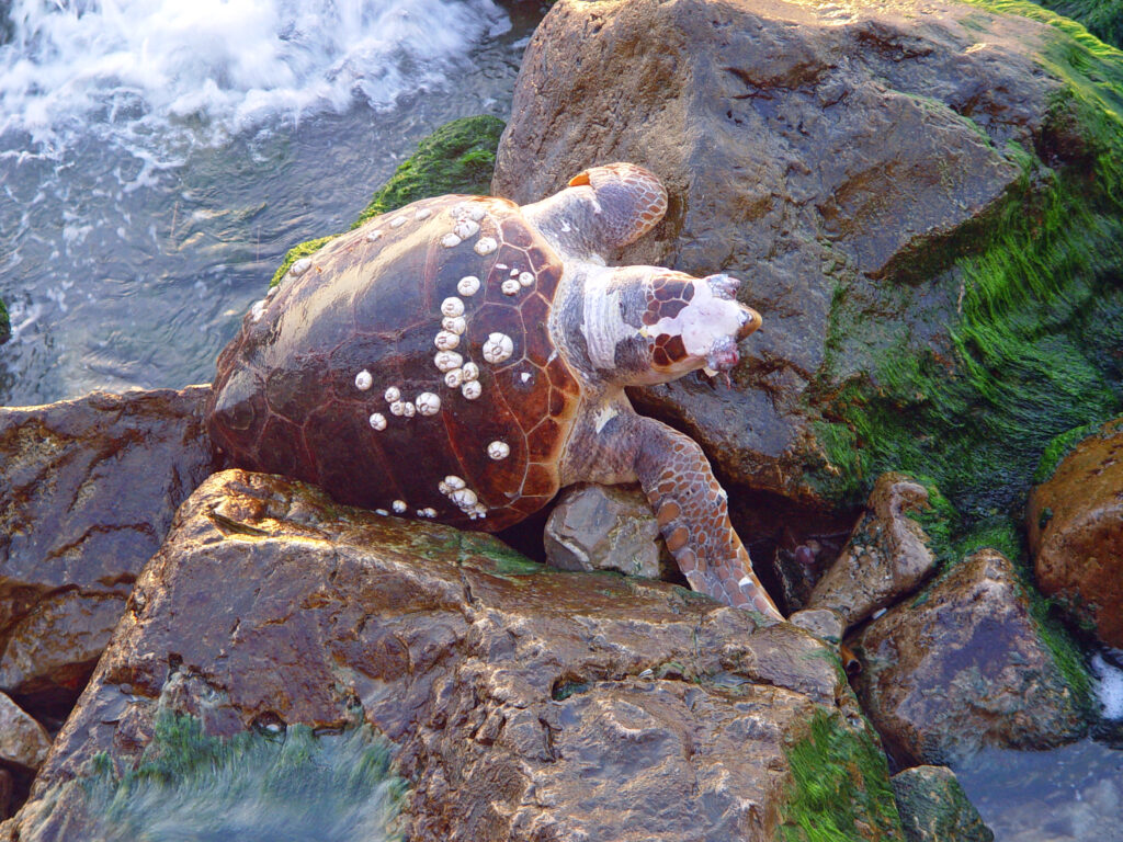 Are Barnacles Bad For Turtles