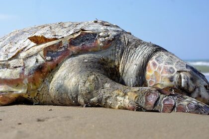 Are Barnacles Bad For Turtles