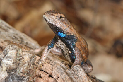 Are Blue Belly Lizards Poisonous