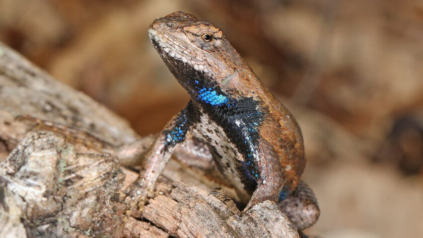 Are Blue Belly Lizards Poisonous