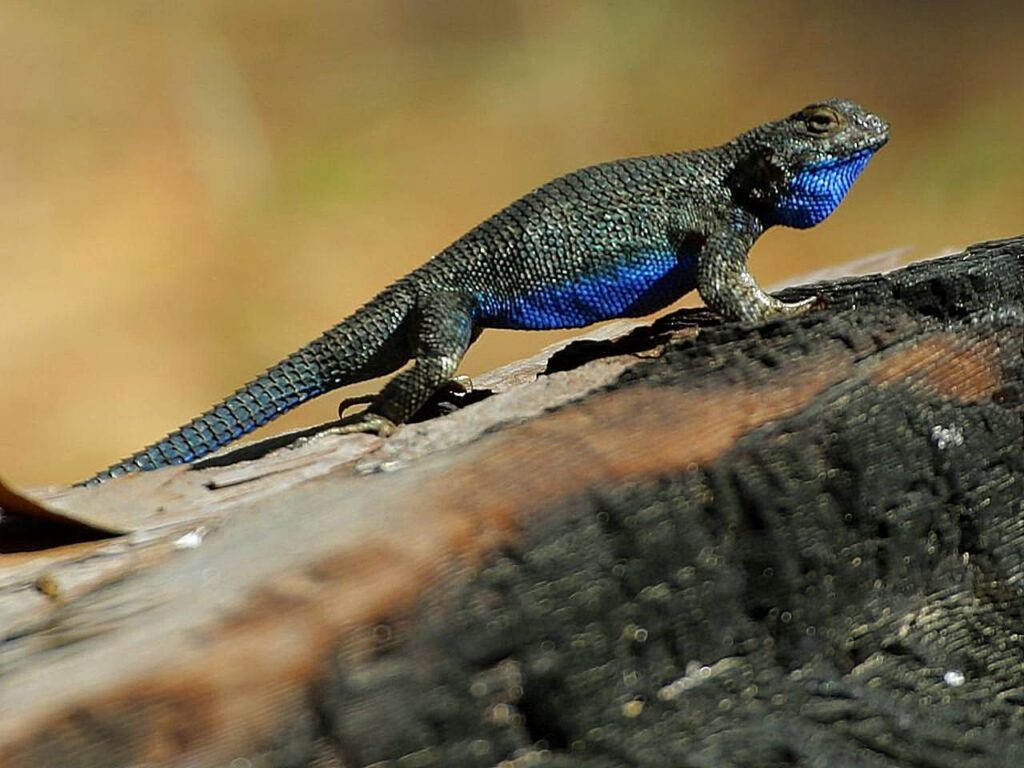 Are Blue Belly Lizards Poisonous