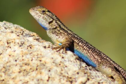 Are Blue Belly Lizards Poisonous To Dogs