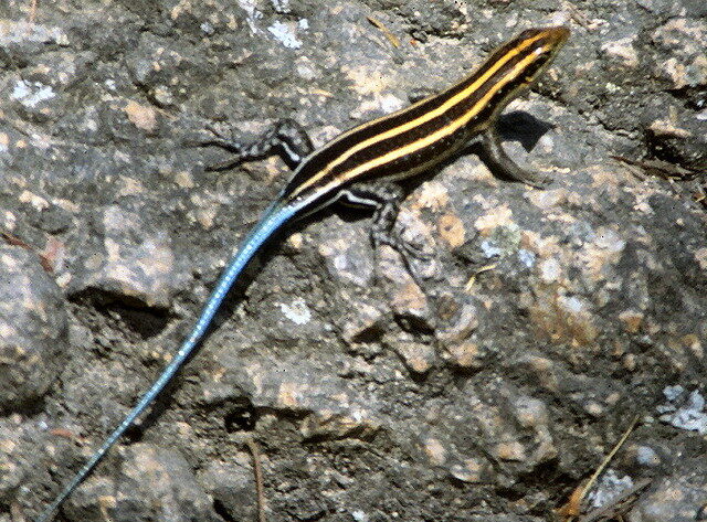 Are Blue Tailed Lizards Poisonous