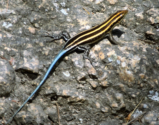 Are Blue-Tailed Lizards Poisonous To Cats