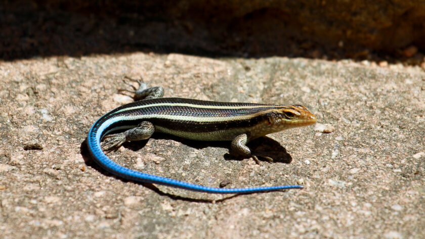 Are Blue-Tailed Lizards Poisonous To Cats