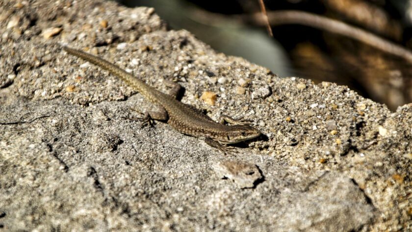 Are Brown Lizards Poisonous