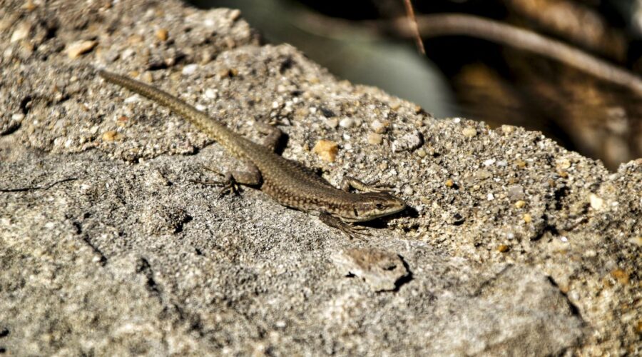 Are Brown Lizards Poisonous