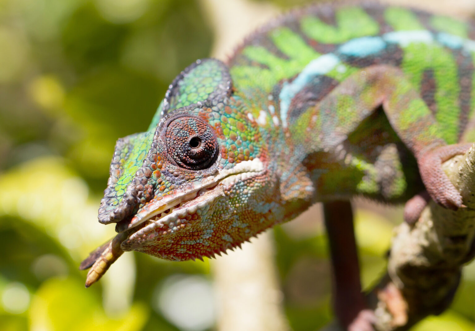 Are Chameleons Dangerous: Unraveling The Mystery - Reptile Behavior