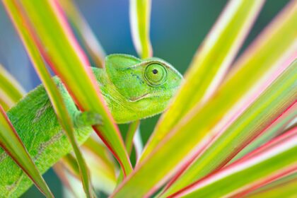 Are Chameleons Dangerous