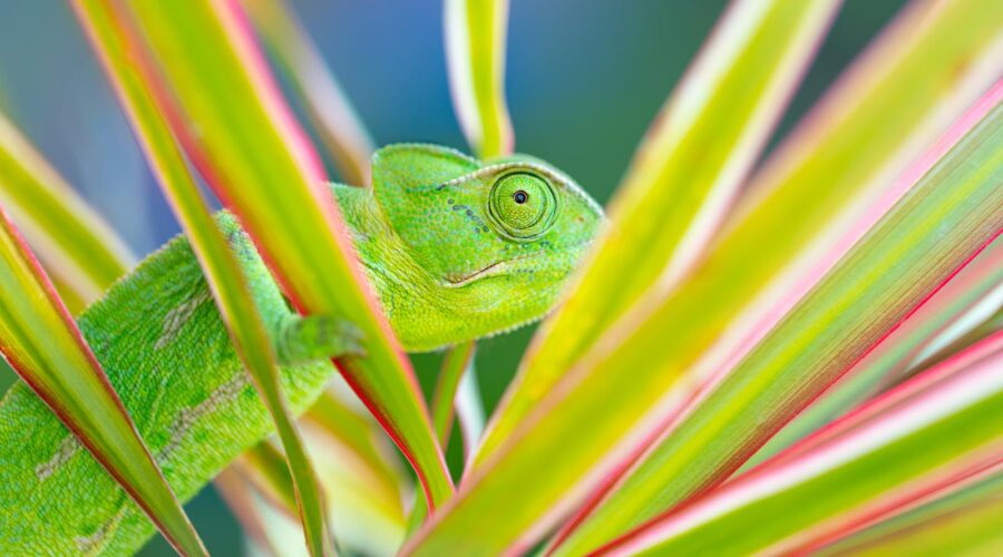 Are Chameleons Dangerous