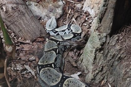 Axanthic Ball Python