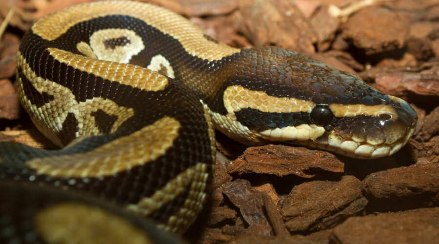 Ball Python Breeding