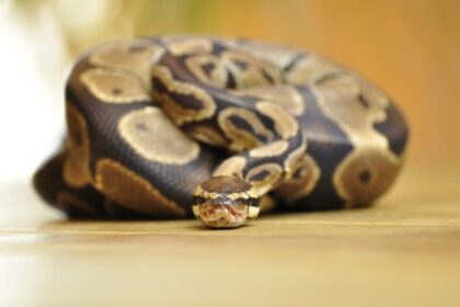 Ball Python Feeding