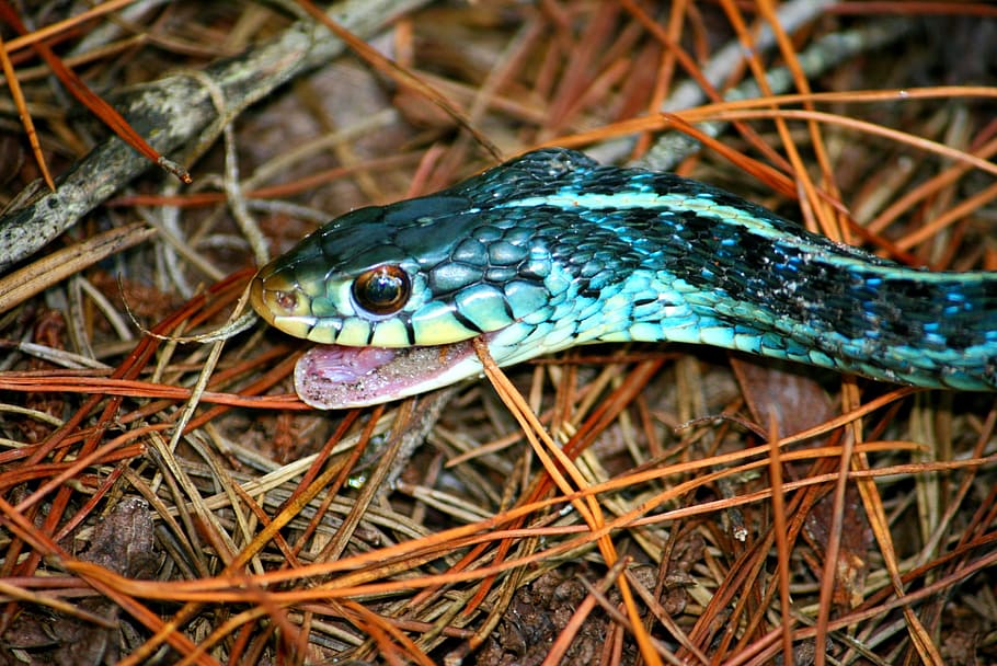 Blue Racer Snake care