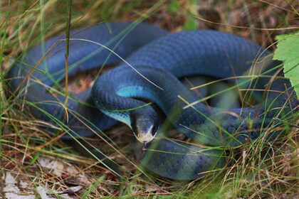 Blue Racer Snake care