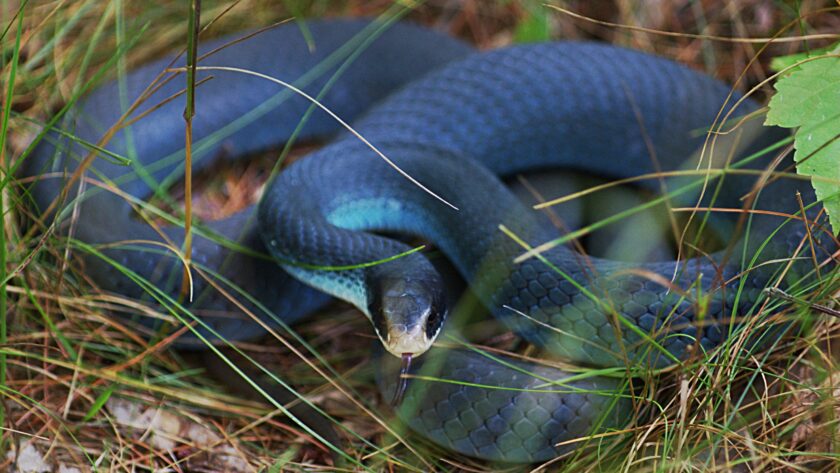 Blue Racer Snake care