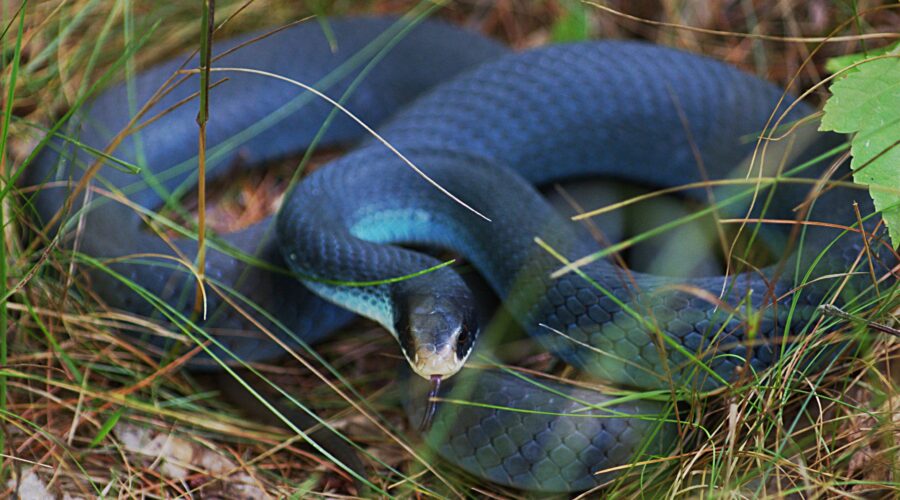 Blue Racer Snake care