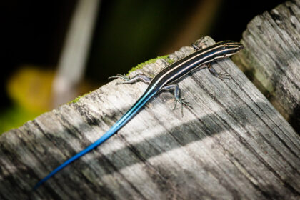 Are Blue Tailed Lizards Poisonous To Dogs