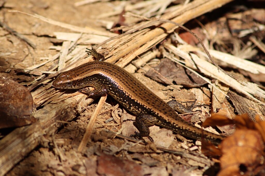 Are Brown Lizards Poisonous