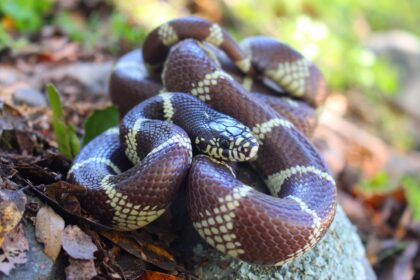 California Kingsnakes