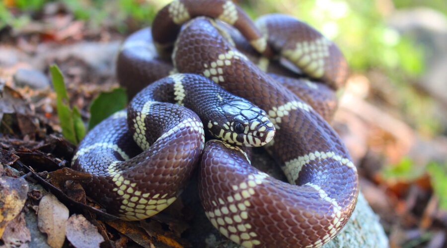 California Kingsnakes