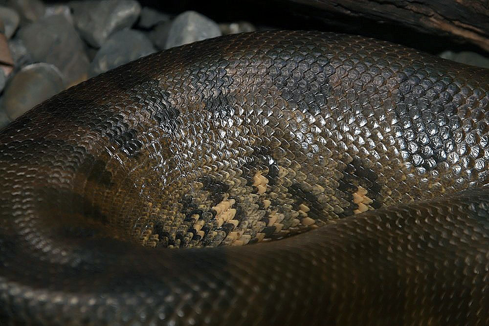 Elephant Trunk Snake Care